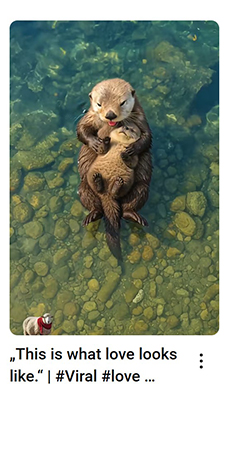 Eine Ottermama zeigt stille Fürsorge