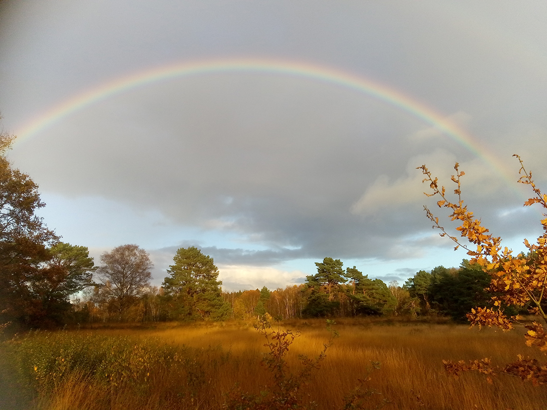 Originalfoto eines großen Regenbogens über einem herbstlichen Moor mit goldenen Gräsern und Bäumen im Abendlicht.
